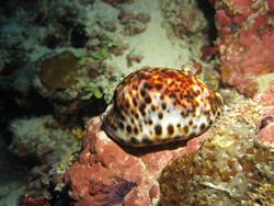 Maldives Liveaboard - Conte Max.